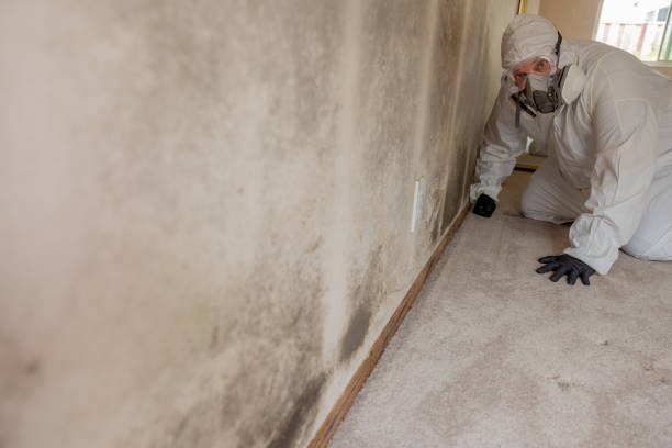 Best Basement Mold Removal  in Fifth Ward, LA